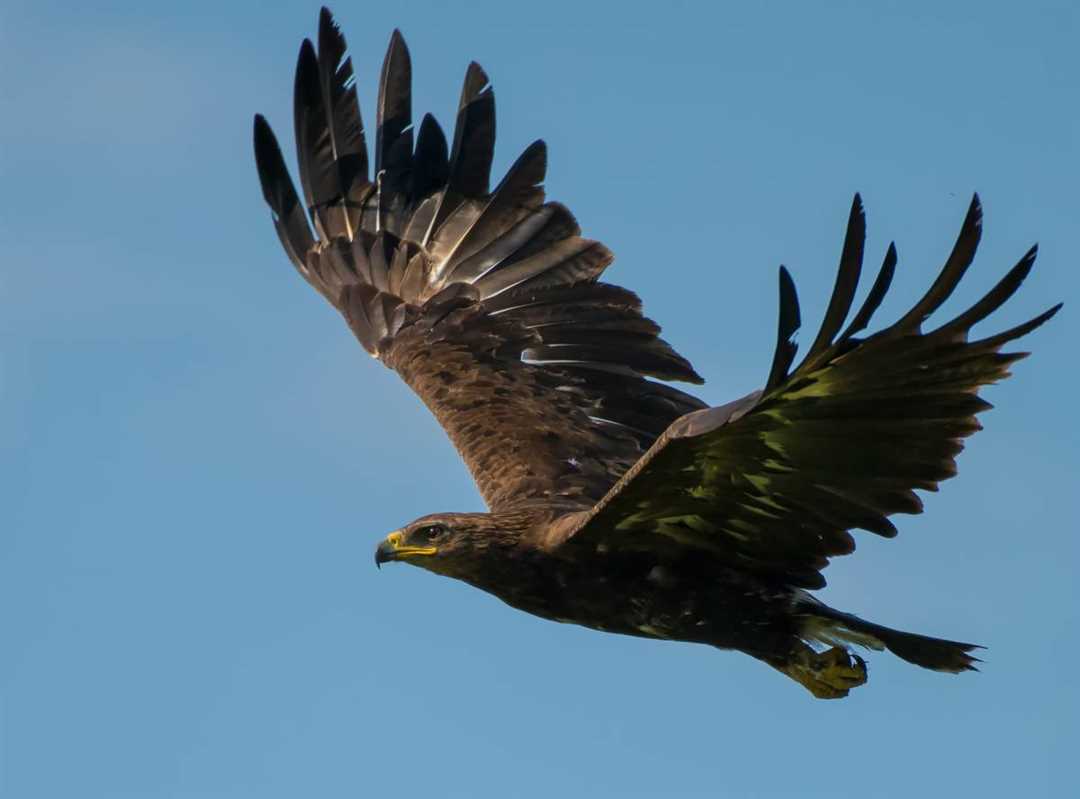 Охрана и восстановление популяций подорлика большого: