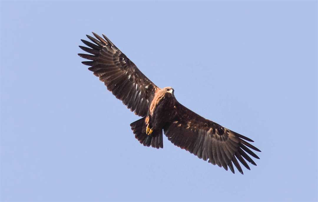 Фото малого подорлика