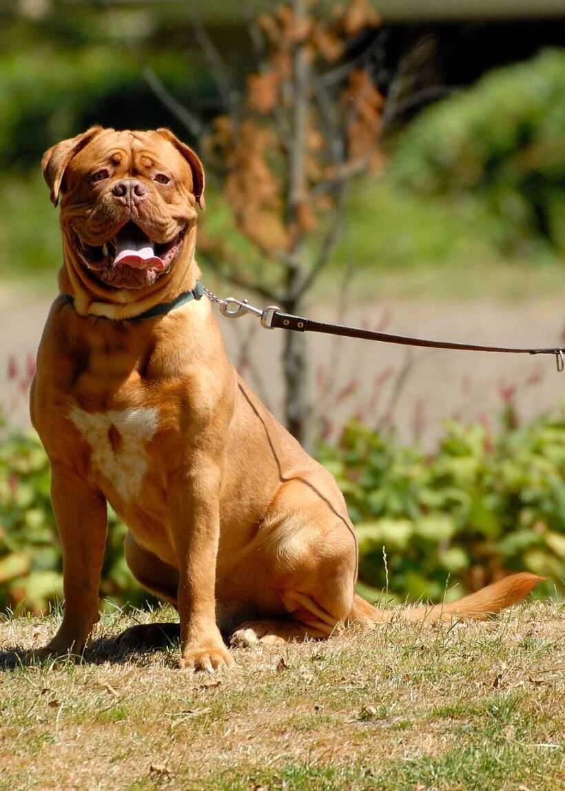 Фото бордосских догов: коллекция чудесных снимков породы