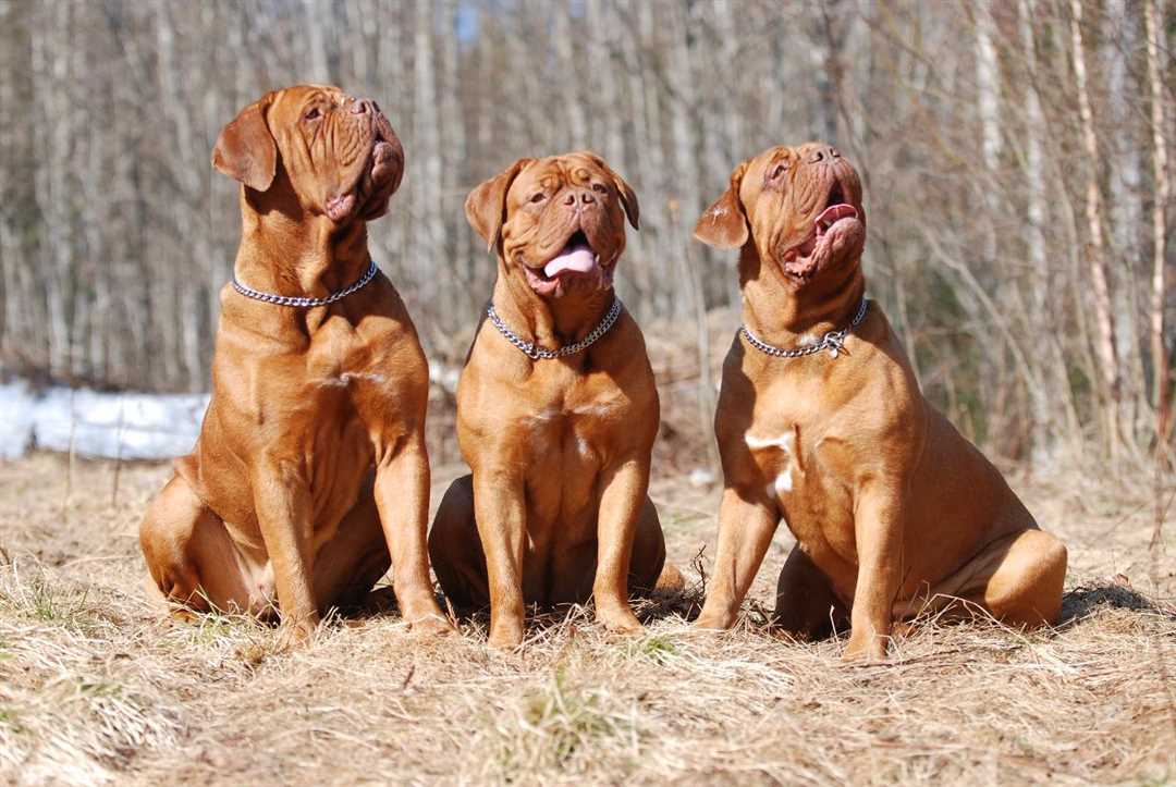 Незабываемые моменты с бордосскими догами