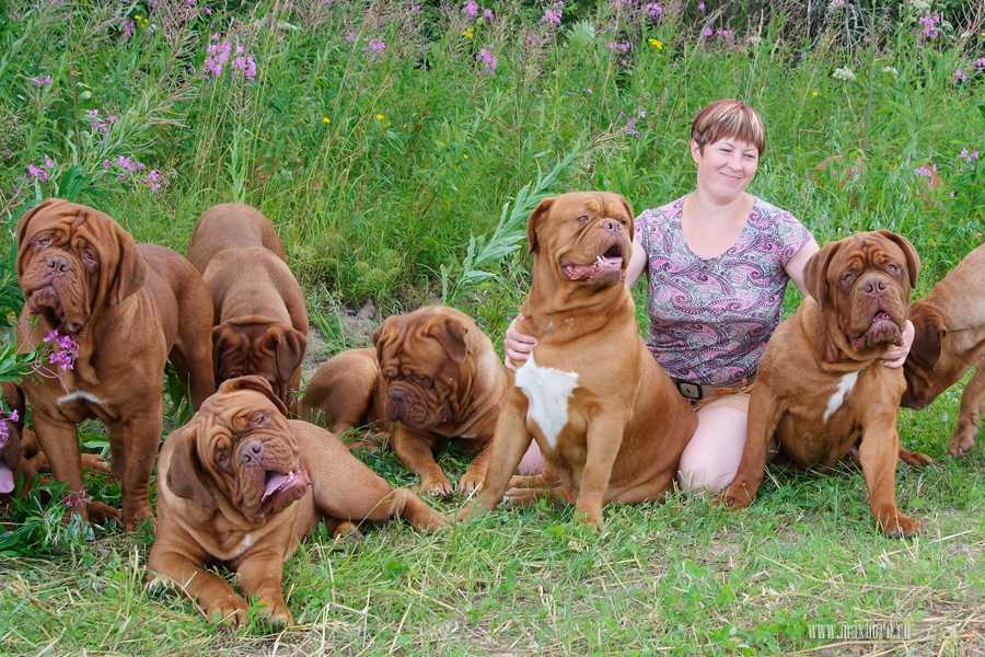 Щенки бордоского дога фото: невероятно милые малыши