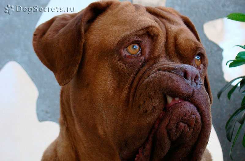 Бордосский дог фото: подборка лучших фотографий породы
