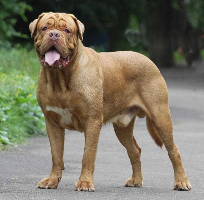 Бордосский дог фото Бордосский дог фото