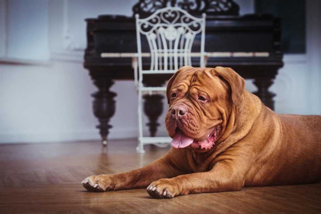 Чем кормить щенка бордоского дога?