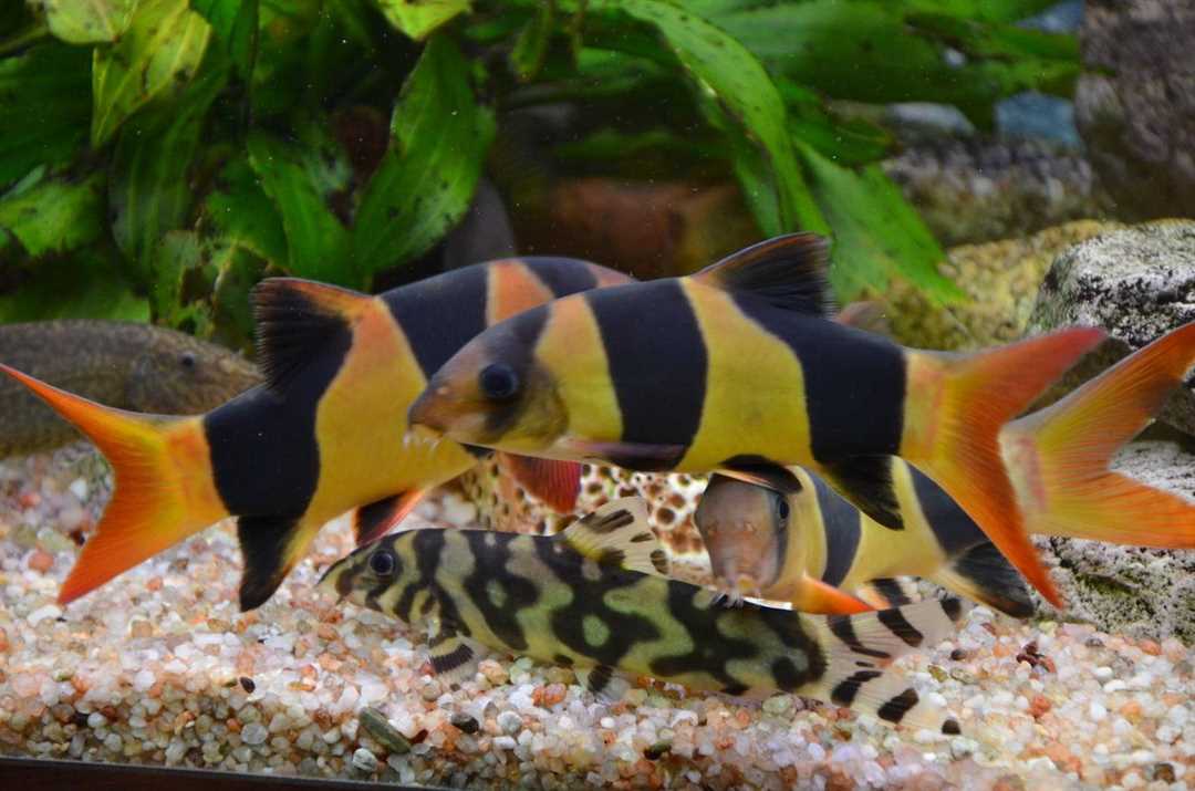 Боции: содержание и уход