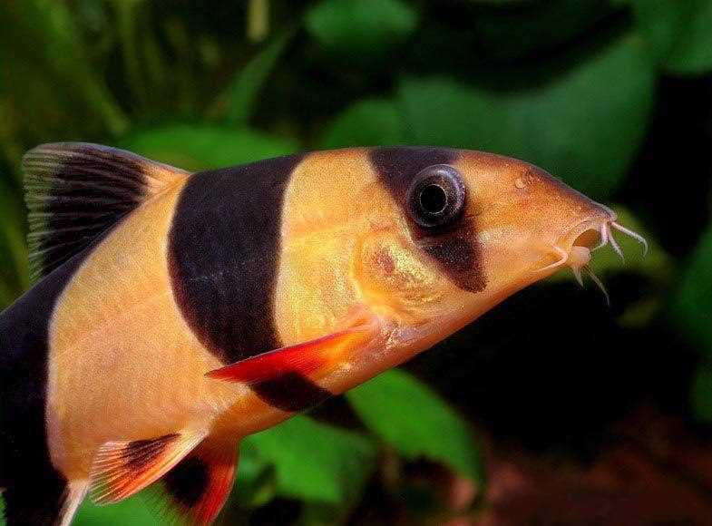 Совместимость с другими рыбами