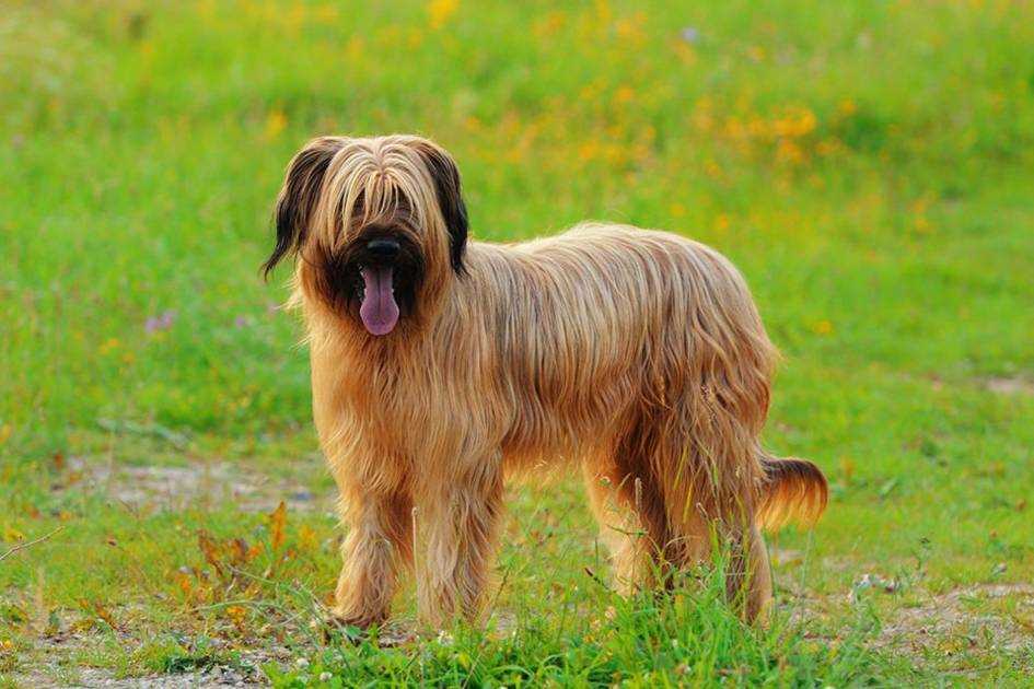 Французская овчарка бриар