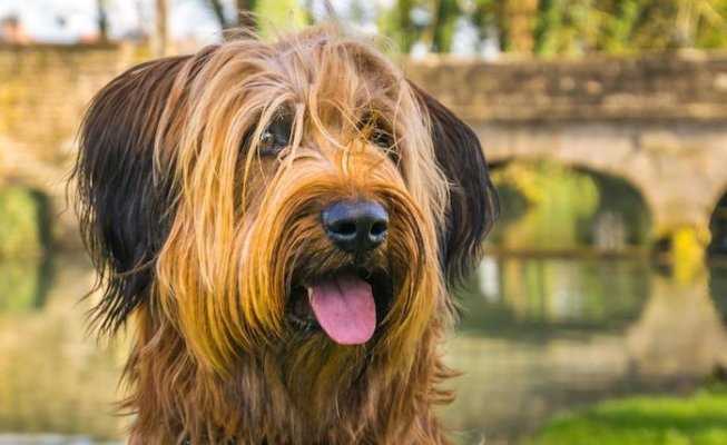 Бриар порода собак: особенности, характеристики, уход Бриар порода собак: особенности, характеристики, уход