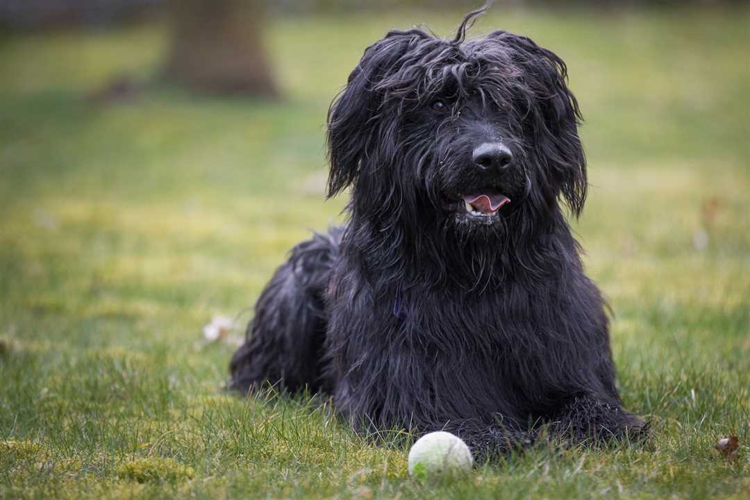 Бриар порода собак