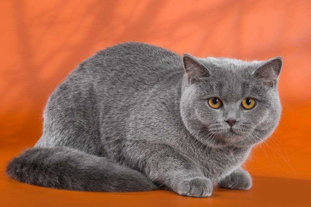 Уход за кошкой