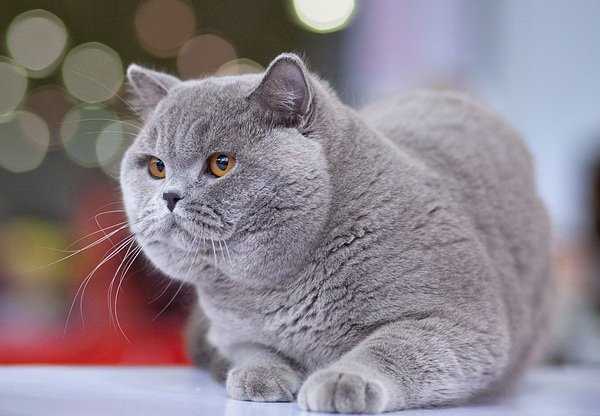 Британская короткошерстная кошка: особенности породы, уход и дрессировка