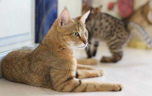 Чаузи кошка: фото и особенности породы | Наши самые красивые питомцы