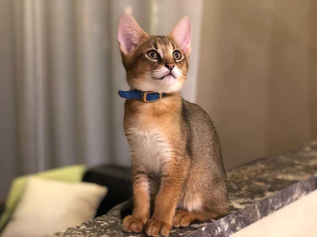 Диета и рацион питания