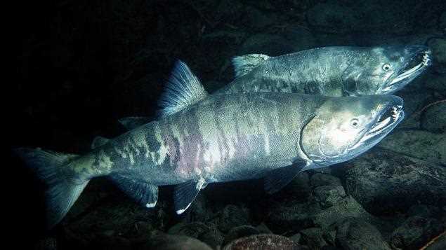 Значимость для рыболовства и промысла