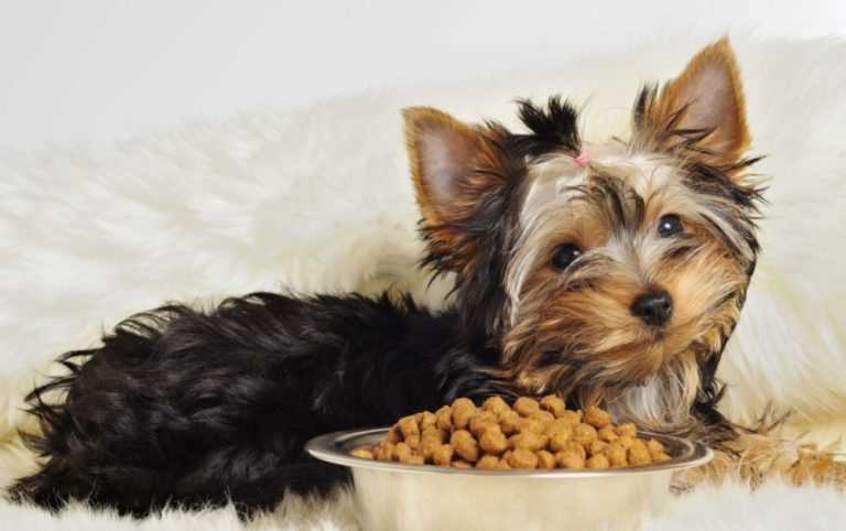 Чем кормить йоркширского терьера в домашних условиях: полезные рекомендации Чем кормить йоркширского терьера в домашних условиях: полезные рекомендации