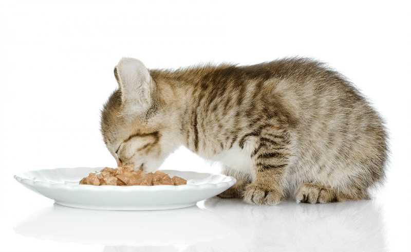 На что следует обратить внимание при выборе корма