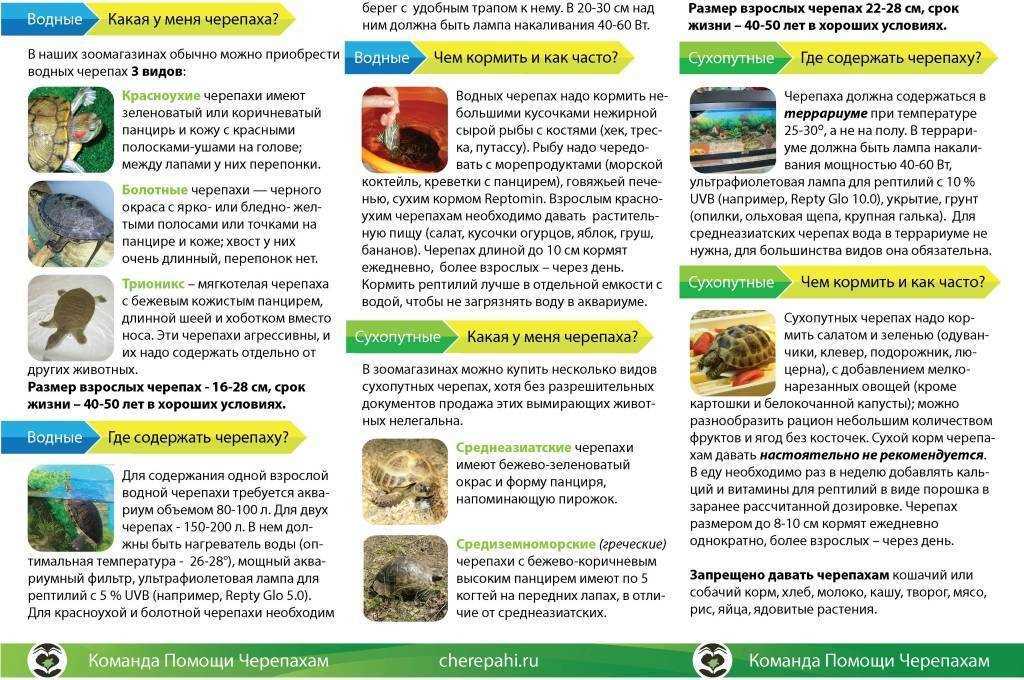 Кормление красноухих черепах: основные принципы