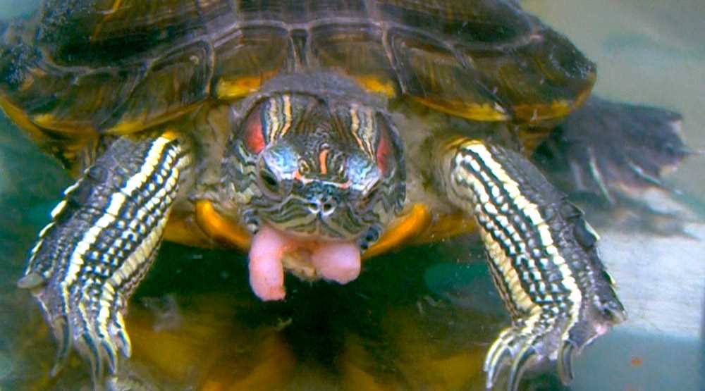 Чем кормить красноухую черепаху: список рациона на каждый день