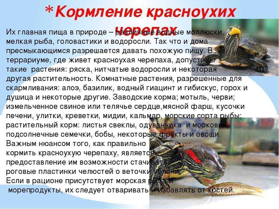 Презентация проект о красноухой черепахе 1 класс Правильное питание для красноухих черепах: что можно давать и чего лучше избегат
