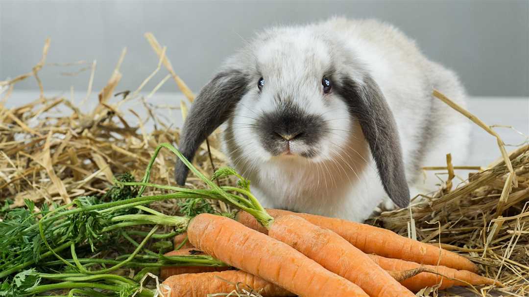 Кормление кроликов зимой