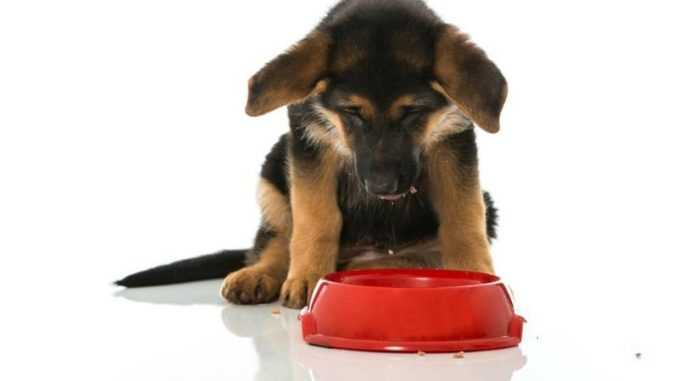Чем кормить щенка: сбалансированный рацион