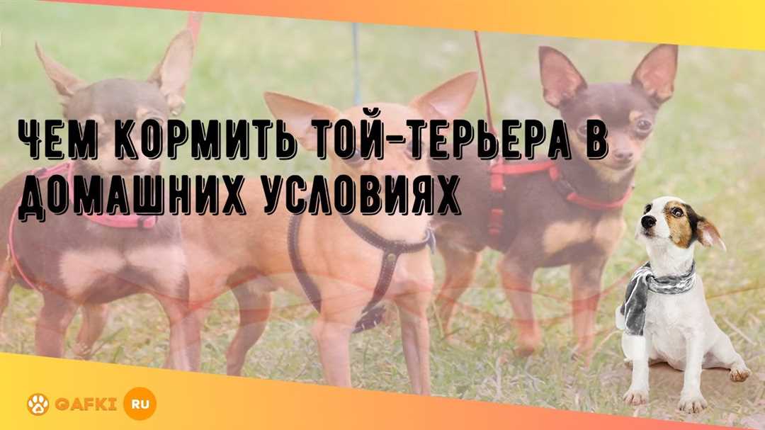 Какие продукты полезны для той-терьера