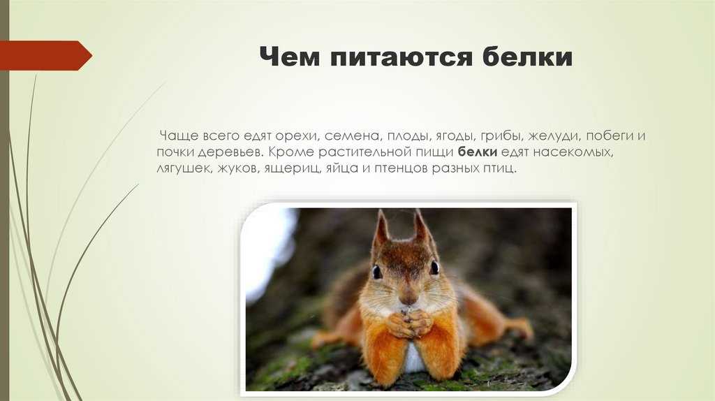 Где живут белки