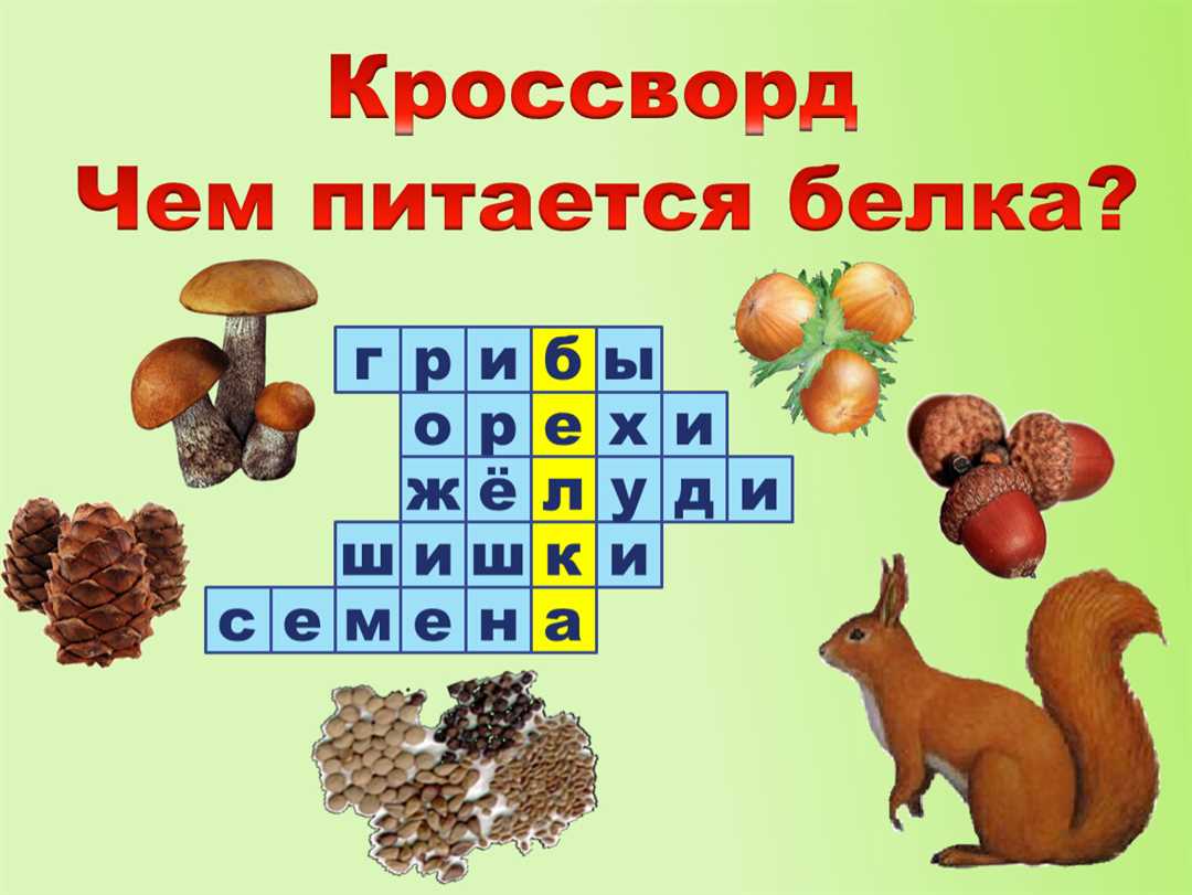 Чем питается белка