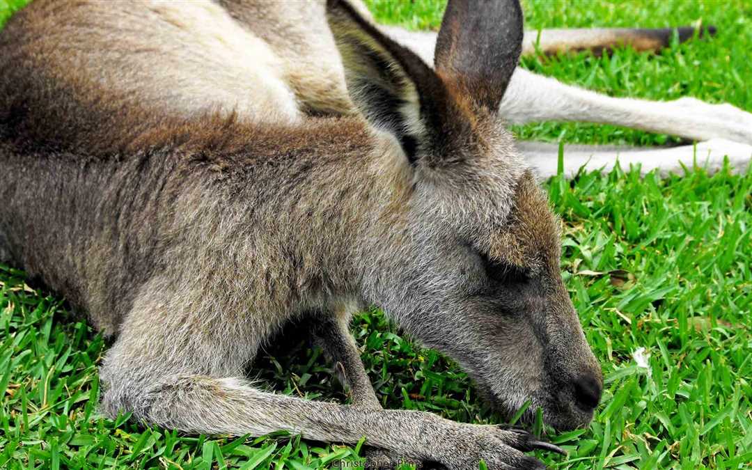 Чем питаются кенгуру?