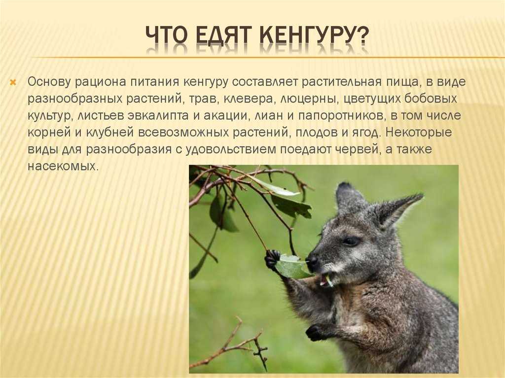 Чем питается кенгуру