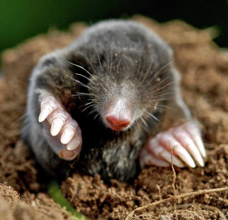 Крот: особенности питания и привычки