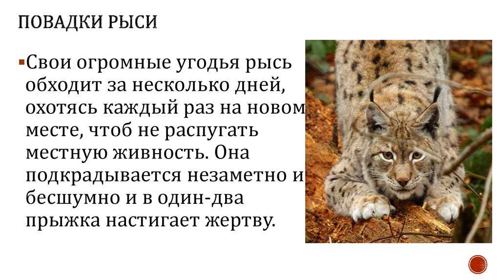 Чем питается рысь: основные виды добычи и их влияние на ее особенности