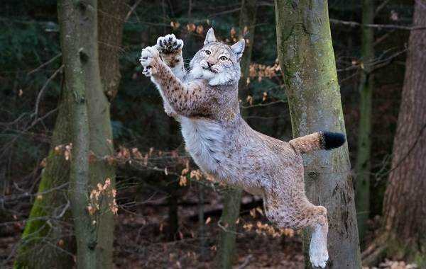 Влияние климата на доступную добычу