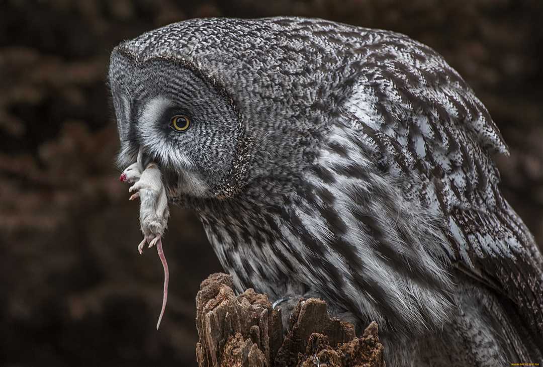 Кто ест сову: ее хищники в природе