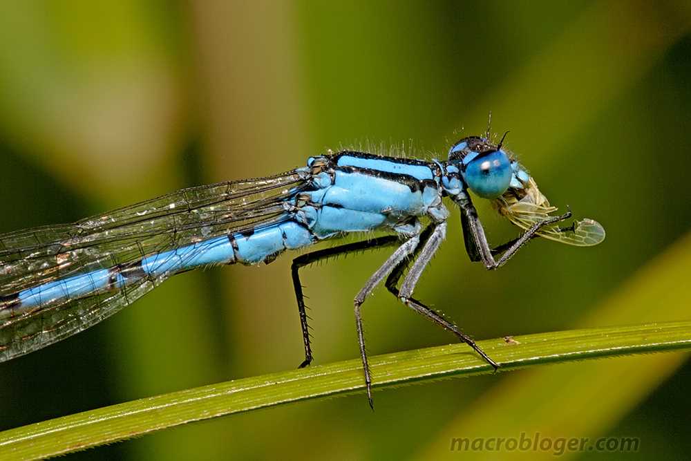 Сколько ног у стрекозы?