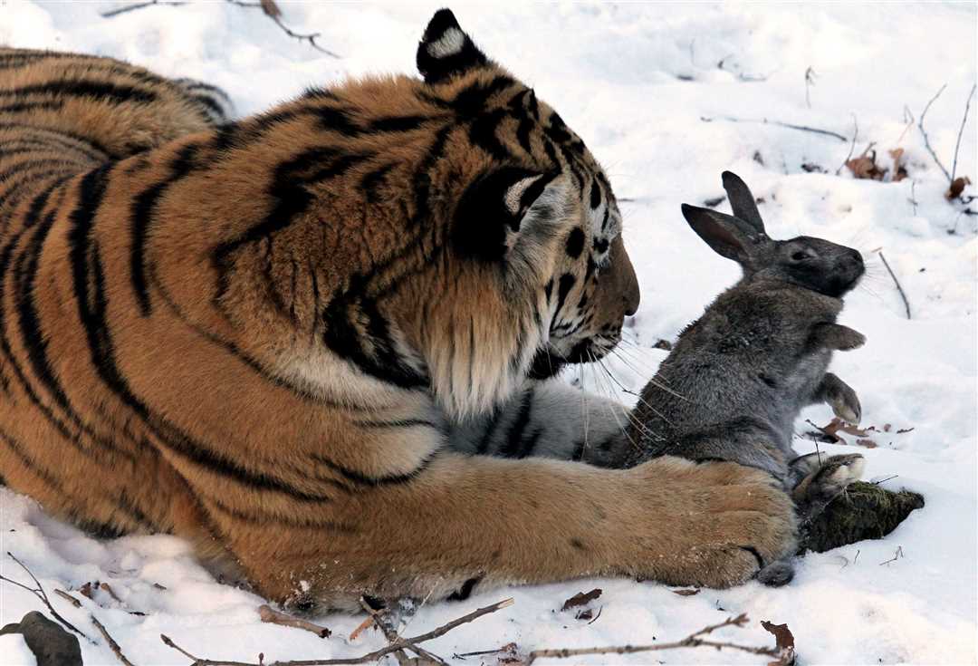 Где обитают дальневосточные тигры?