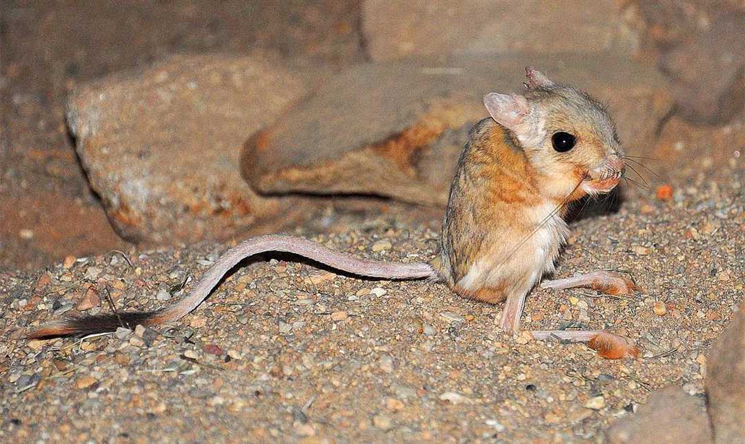 Чем питаются тушканчики в пустыне: особенности кормления в экстремальных условиях