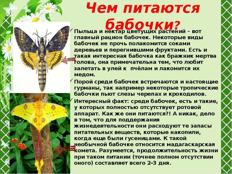 Питание бабочек: что они едят и как получают питательные вещества Чем питаются бабочки