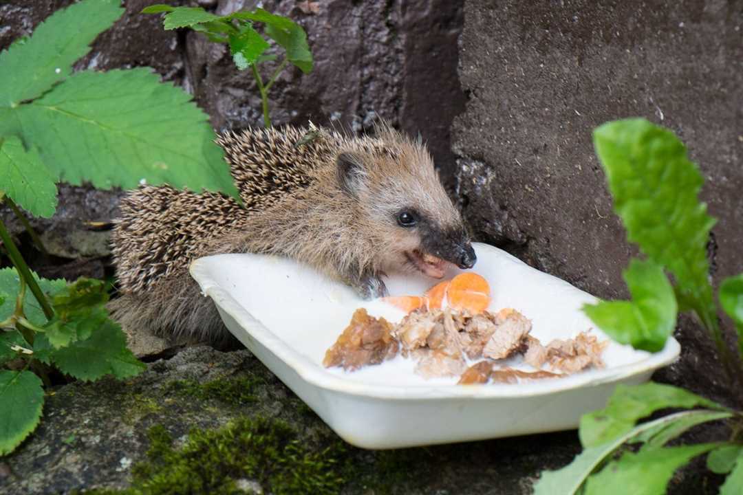 Диета ежика: чем питаются ежики