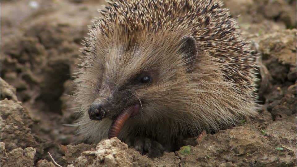 Минералы и витамины