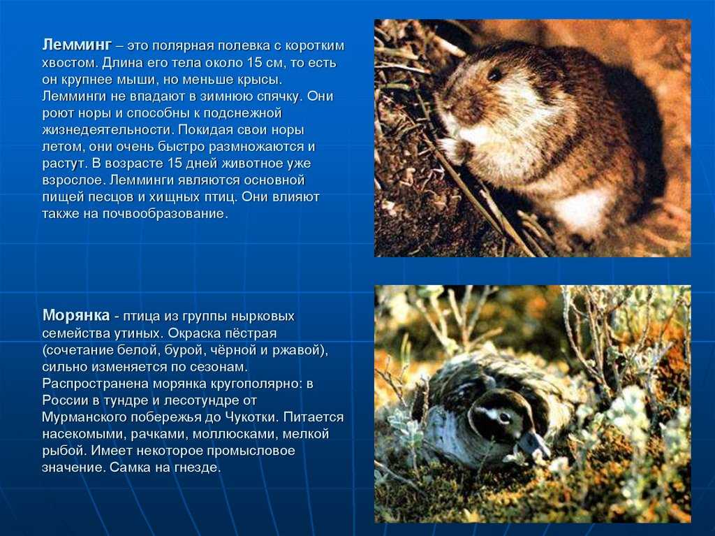 Как выглядит лемминг