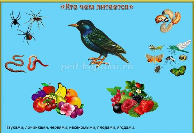 Особенности поведения сойки