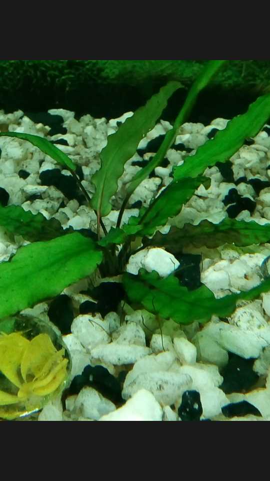 Подготовка к разведению