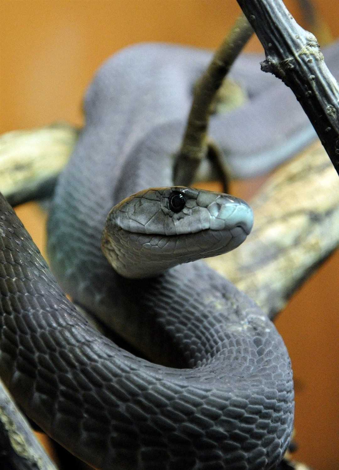 Черная мамба: описание, особенности и характеристики Черная мамба змея