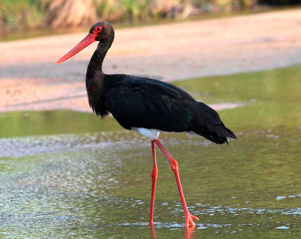 Черный аист огнетушители