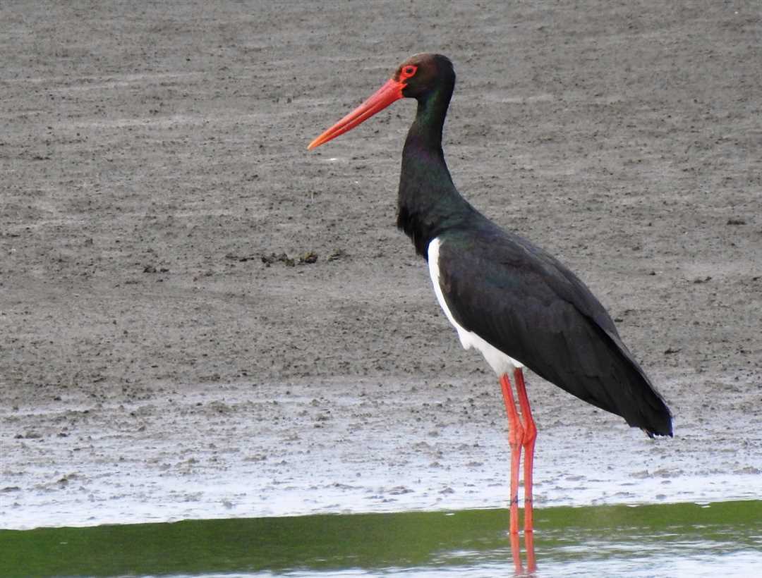 Доклады и исследования