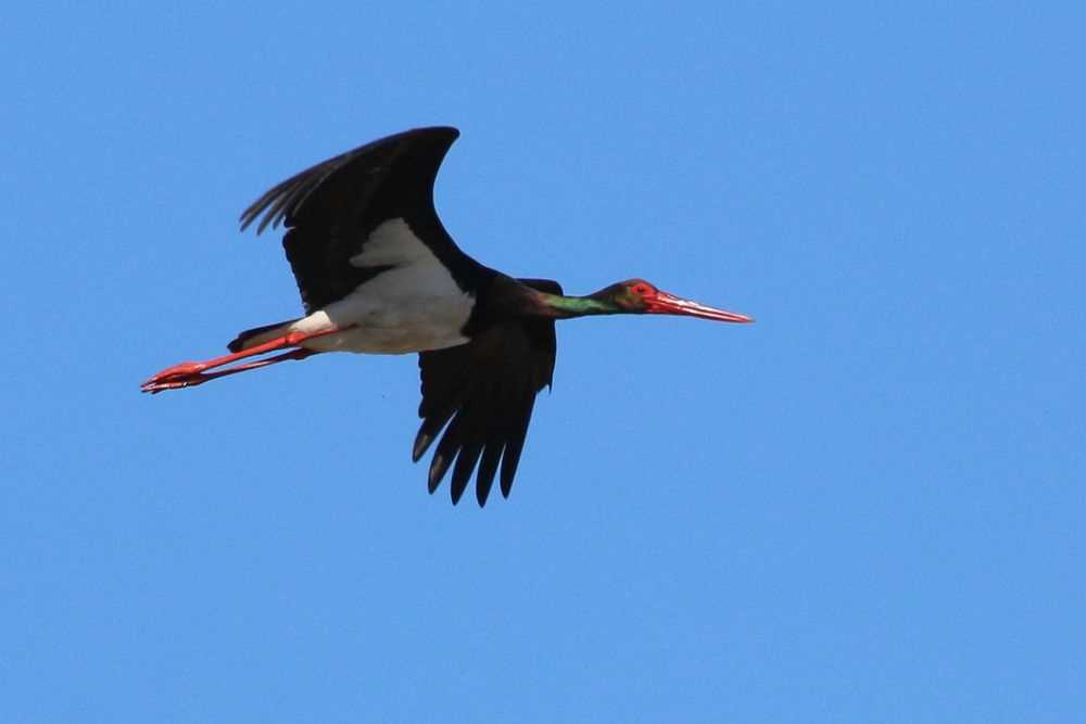 Доклад о черном аисте