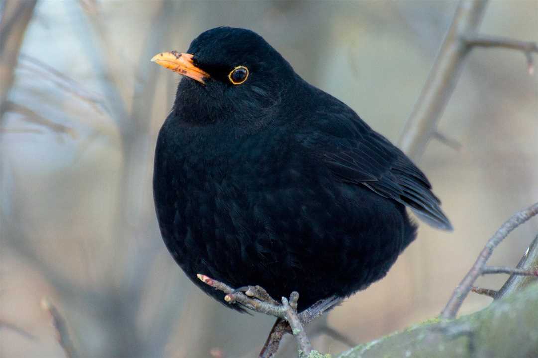 Птица черный дрозд