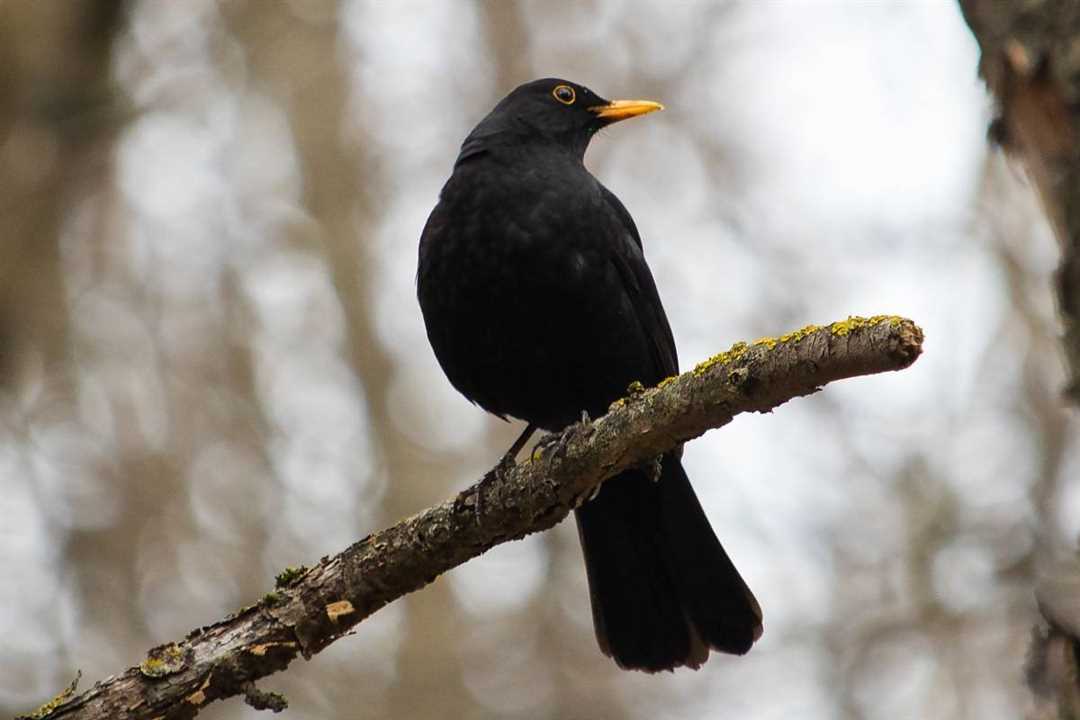 Какого цвета самка черного дрозда