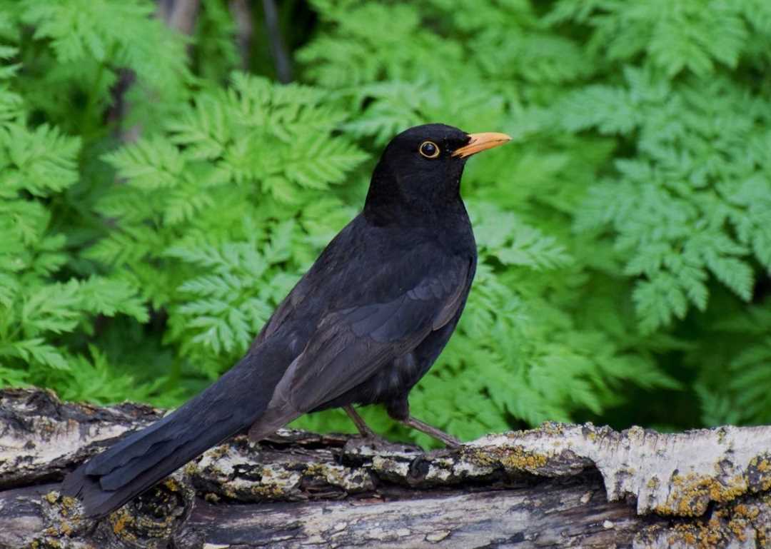 Черный дрозд птица